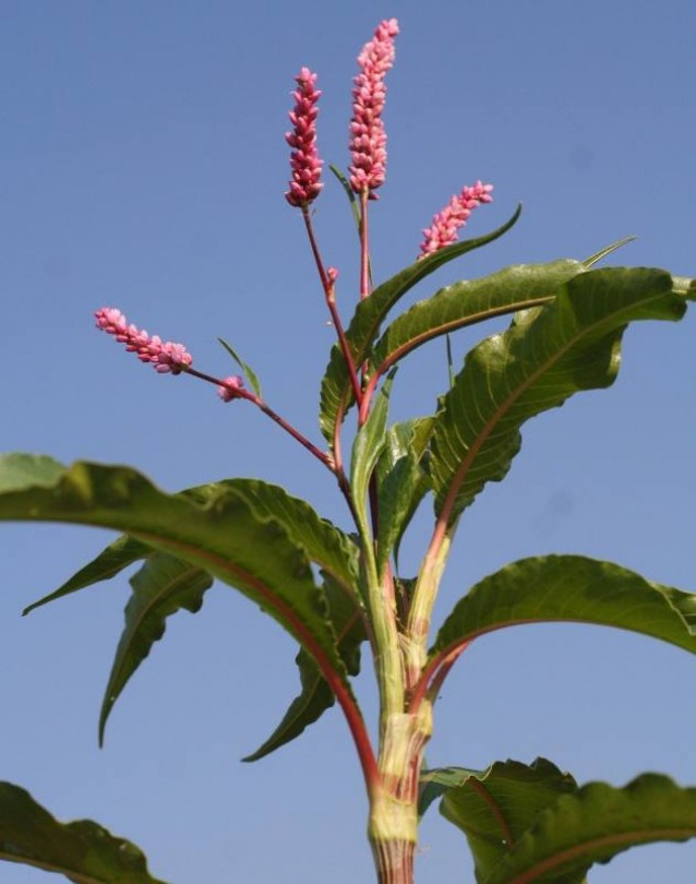 Szenegáli keserűfű, Persicaria senegalensis, fűszernövény, fűszer